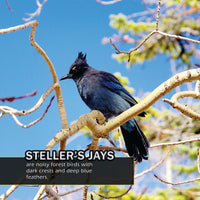 Birds of Colorado! A My Incredible World Picture Book for Children
