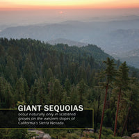 Landscape photograph of a forested mountain range at sunset with layered blue-gray hills and a small sun near the horizon. Text overlay at the bottom reads: 'GIANT SEQUOIAS occur naturally only in scattered groves on the western slopes of California's Sierra Nevada.