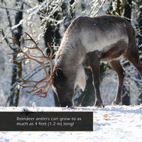 Reindeer! Classroom 10-Pack