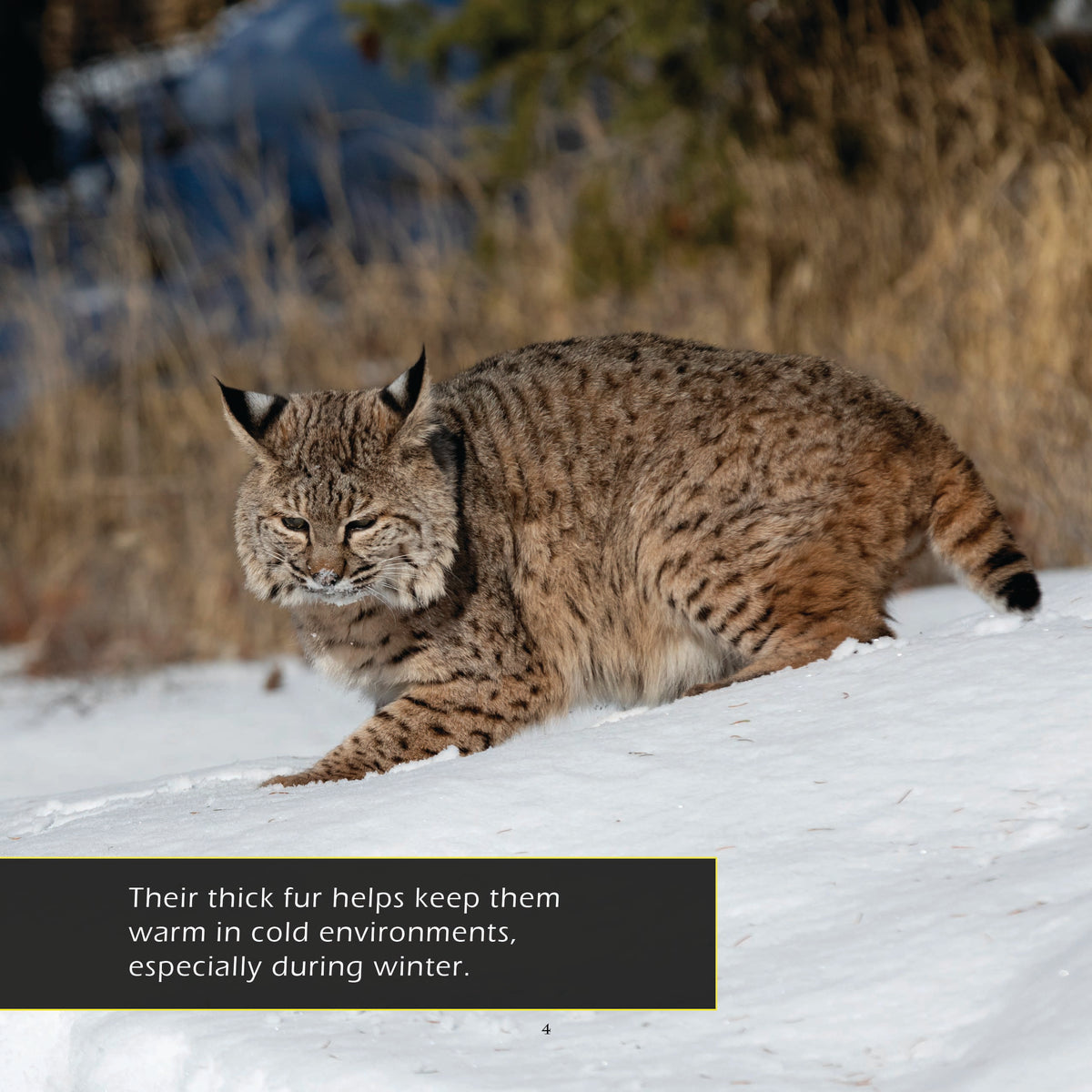 Lynxes! A My Incredible World Picture Book for Children