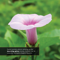 Sweet Potatoes! A My Incredible World Picture Book for Children