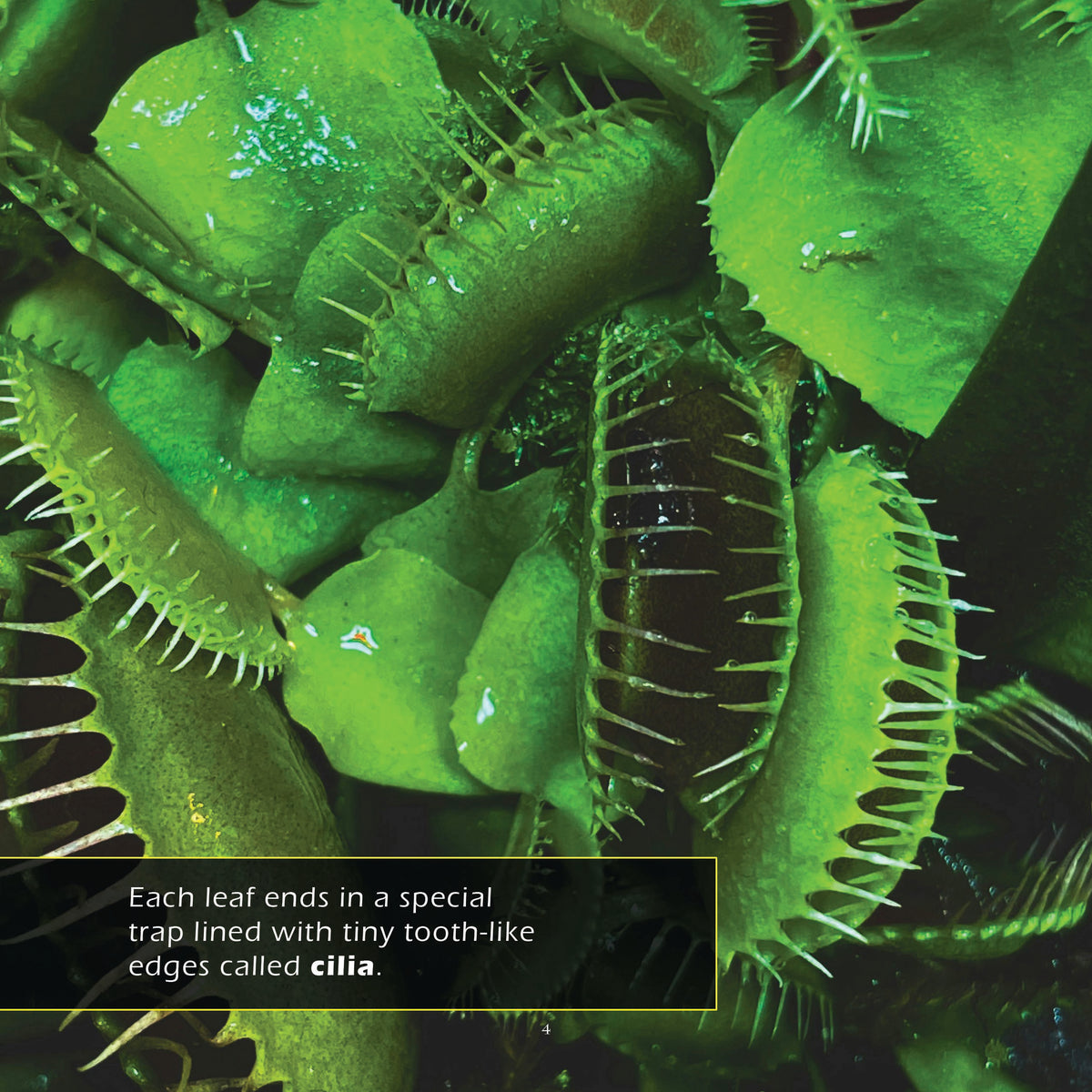 Venus Flytraps! A My Incredible World Picture Book for Children