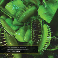 Venus Flytraps! A My Incredible World Picture Book for Children