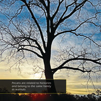 Pecans! A My Incredible World Picture Book for Children
