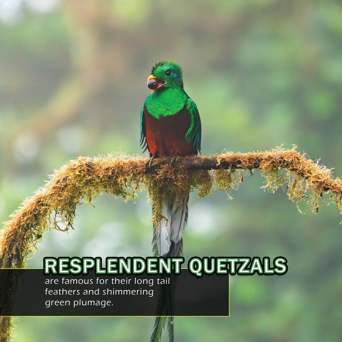Birds of Costa Rica! A My Incredible World Picture Book for Children