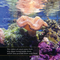 Coral Reefs: A My Incredible World Picture Book for Children