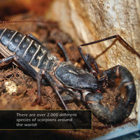 Scorpions! A My Incredible World Picture Book for Children