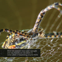 Orb-Weaver Spiders! A My Incredible World Picture Book for Children