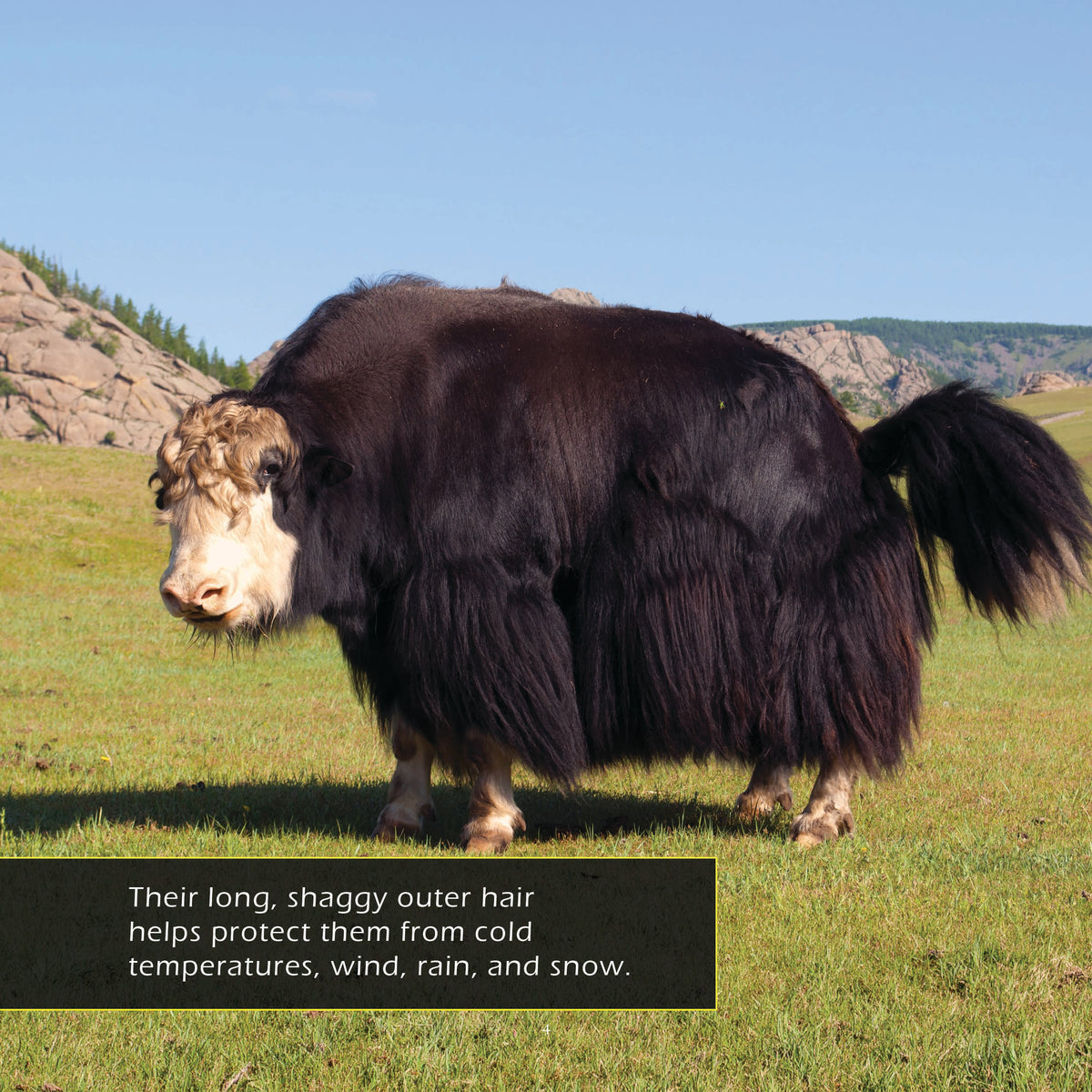 Yaks! A My Incredible World Picture Book for Children