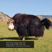 Yaks! A My Incredible World Picture Book for Children