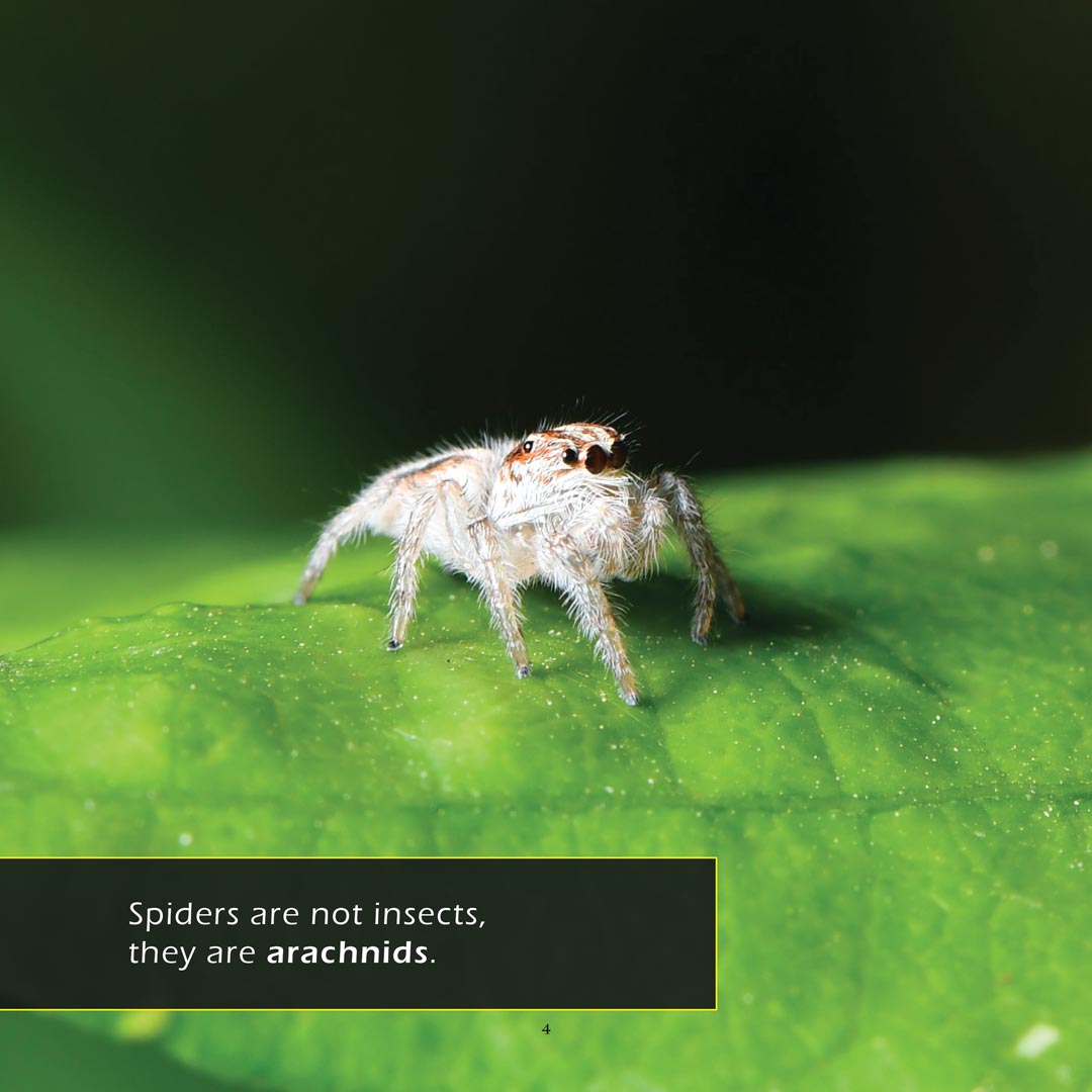 Spiders! A My Incredible World Picture Book for Children