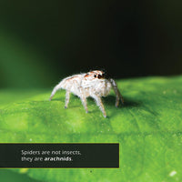 Spiders! A My Incredible World Picture Book for Children