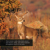 White-Tailed Deer! A My Incredible World Picture Book for Children
