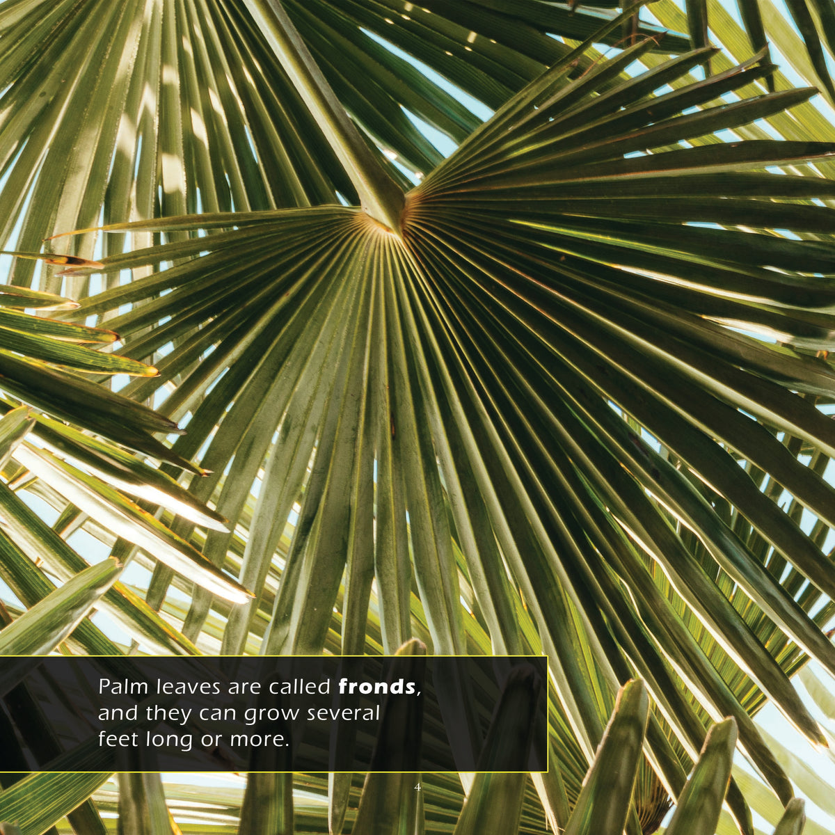 Palm Trees! A My Incredible World Picture Book for Children