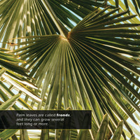 Palm Trees! A My Incredible World Picture Book for Children