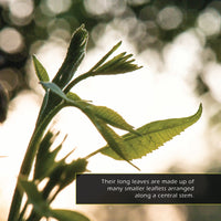 Pecans! A My Incredible World Picture Book for Children