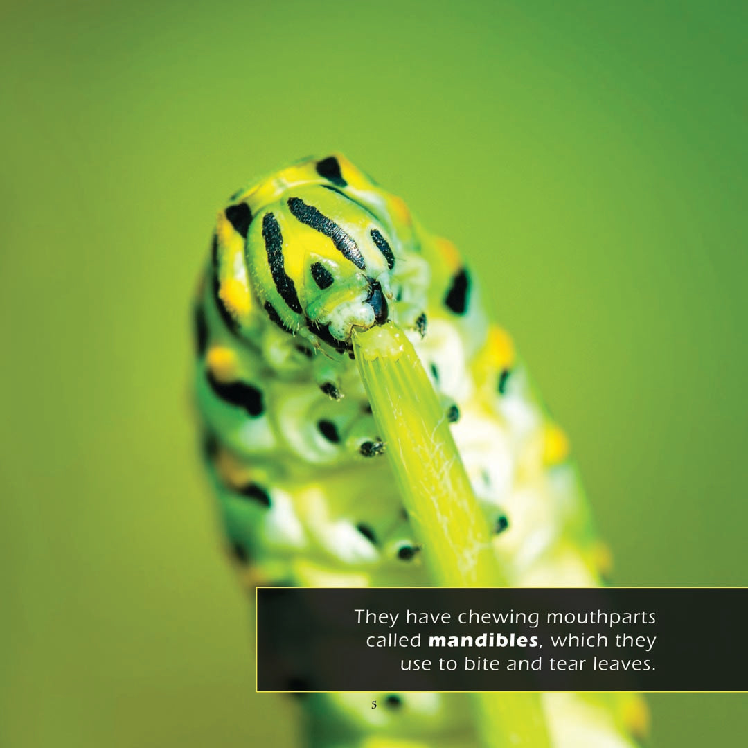 Caterpillars! A My Incredible World Picture Book for Children