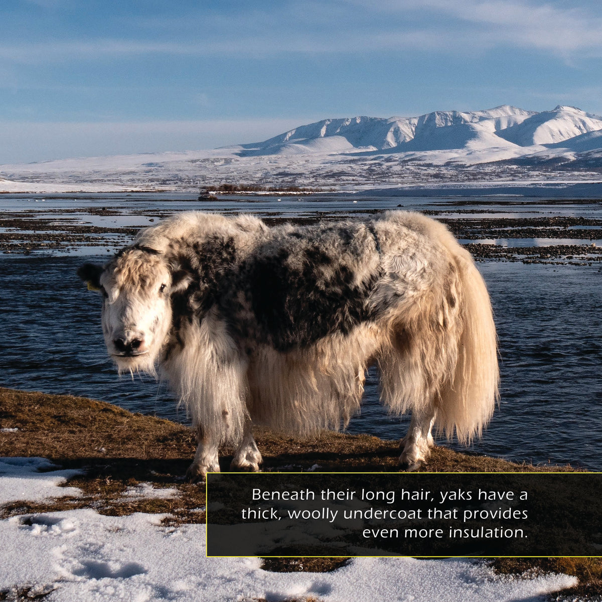 Yaks! A My Incredible World Picture Book for Children