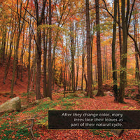 Autumn! A My Incredible World Picture Book for Children