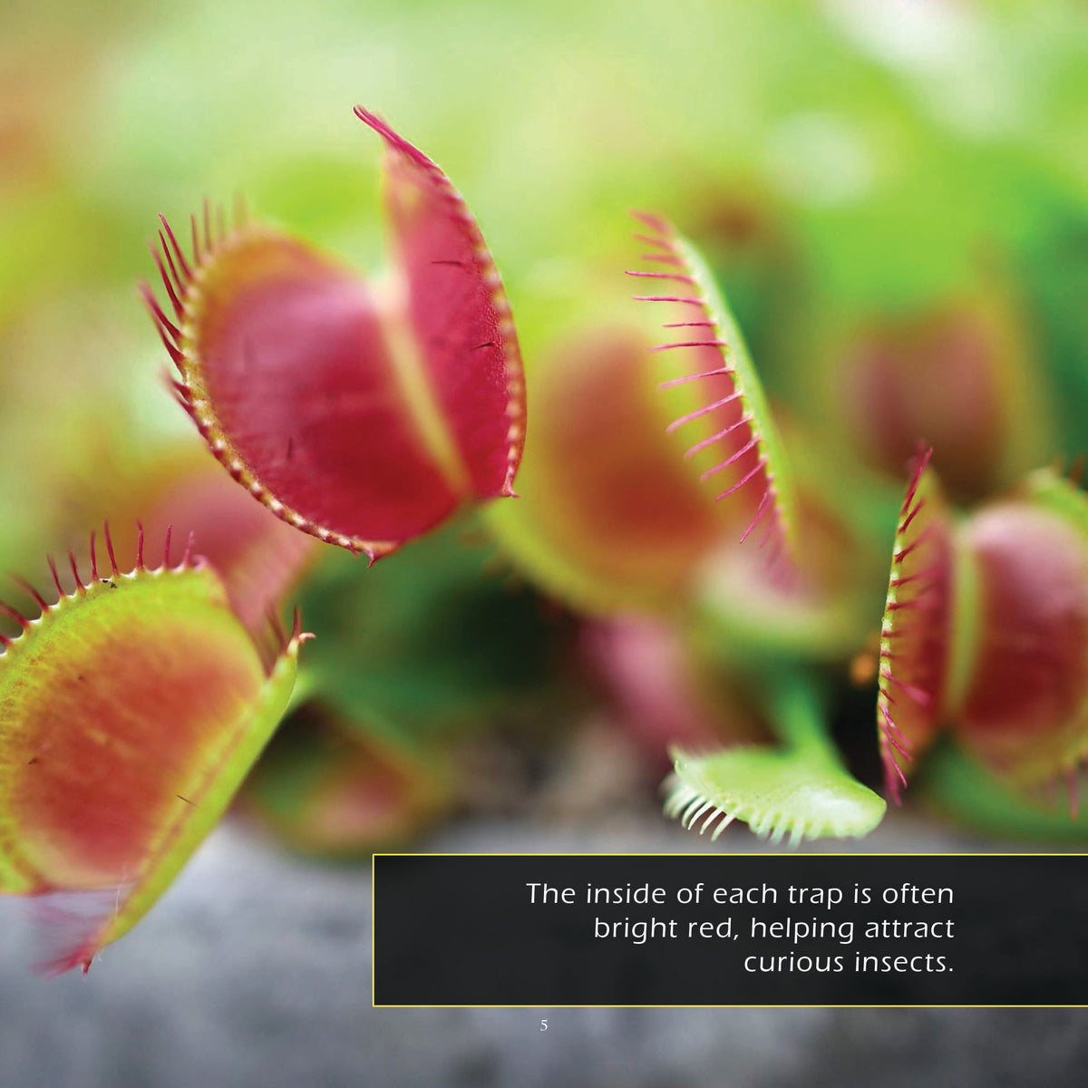 Venus Flytraps! A My Incredible World Picture Book for Children
