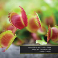 Venus Flytraps! A My Incredible World Picture Book for Children