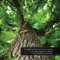 Trees! Classroom 10-Pack