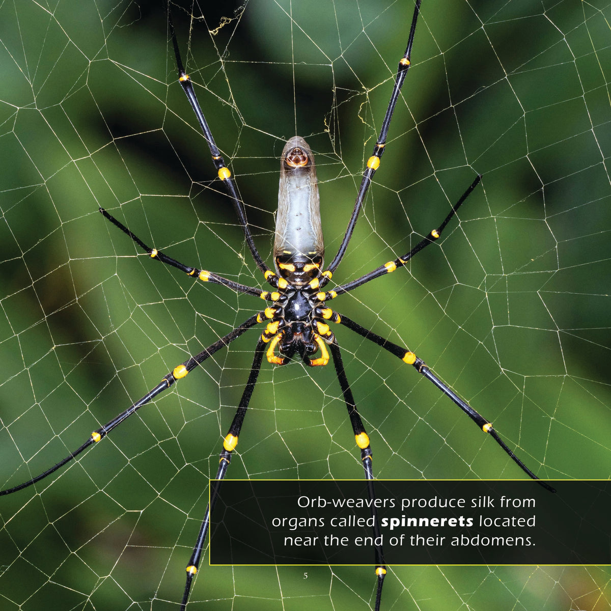 Orb-Weaver Spiders! A My Incredible World Picture Book for Children