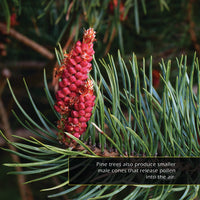 Pine Cones! A My Incredible World Picture Book for Children