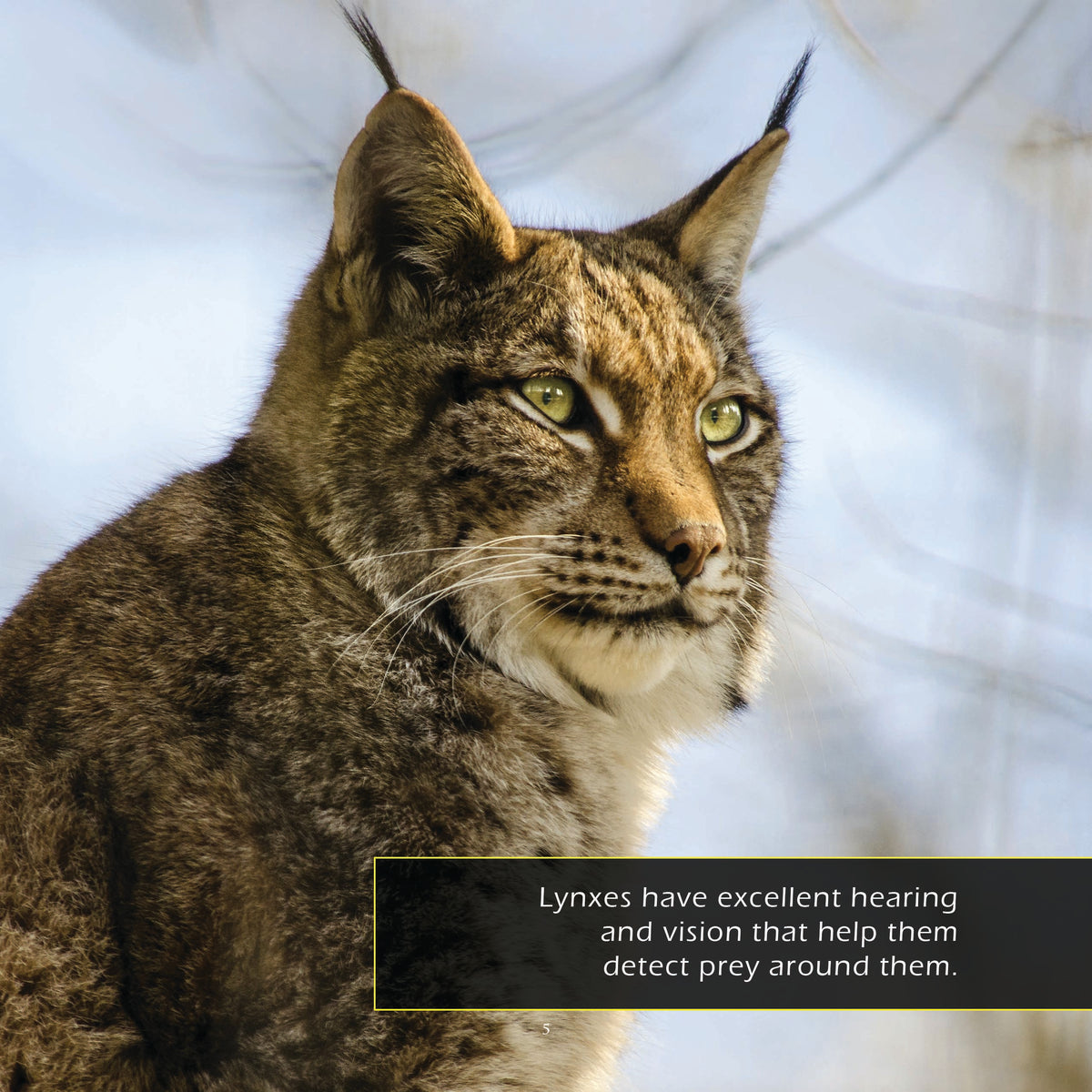 Lynxes! A My Incredible World Picture Book for Children