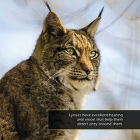 Lynxes! A My Incredible World Picture Book for Children