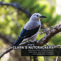 Birds of Colorado! A My Incredible World Picture Book for Children