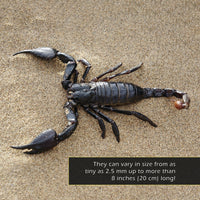 Scorpions! A My Incredible World Picture Book for Children