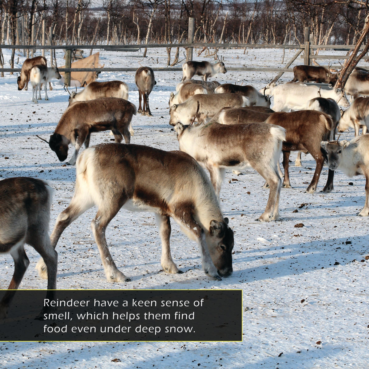 Reindeer! A My Incredible World Picture Book for Children