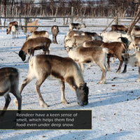 Reindeer! A My Incredible World Picture Book for Children