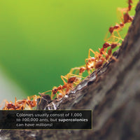 Ants! A My Incredible World Picture Book for Children