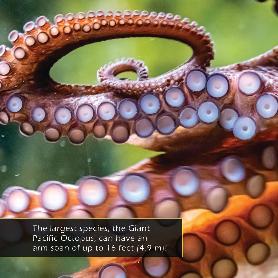 Octopuses! A My Incredible World Picture Book for Children