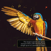 Parrots! Classroom 10-Pack