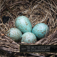 Blue Jays! Classroom 10-Pack
