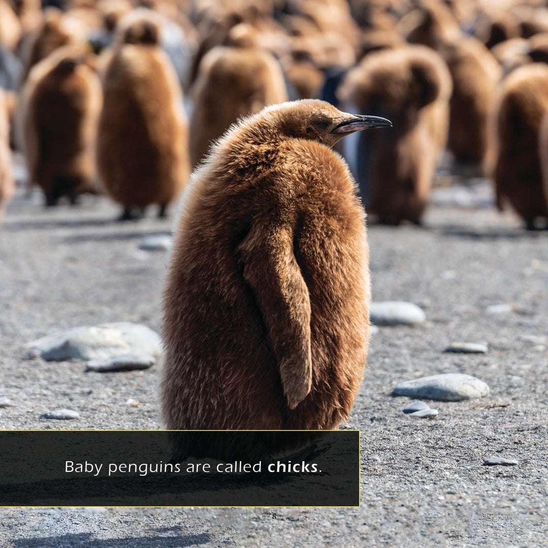 Penguins! A My Incredible World Picture Book for Children