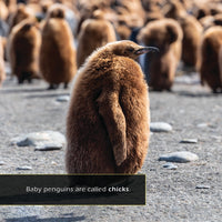 Penguins! A My Incredible World Picture Book for Children