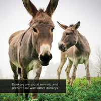Donkeys! A My Incredible World Picture Book for Children