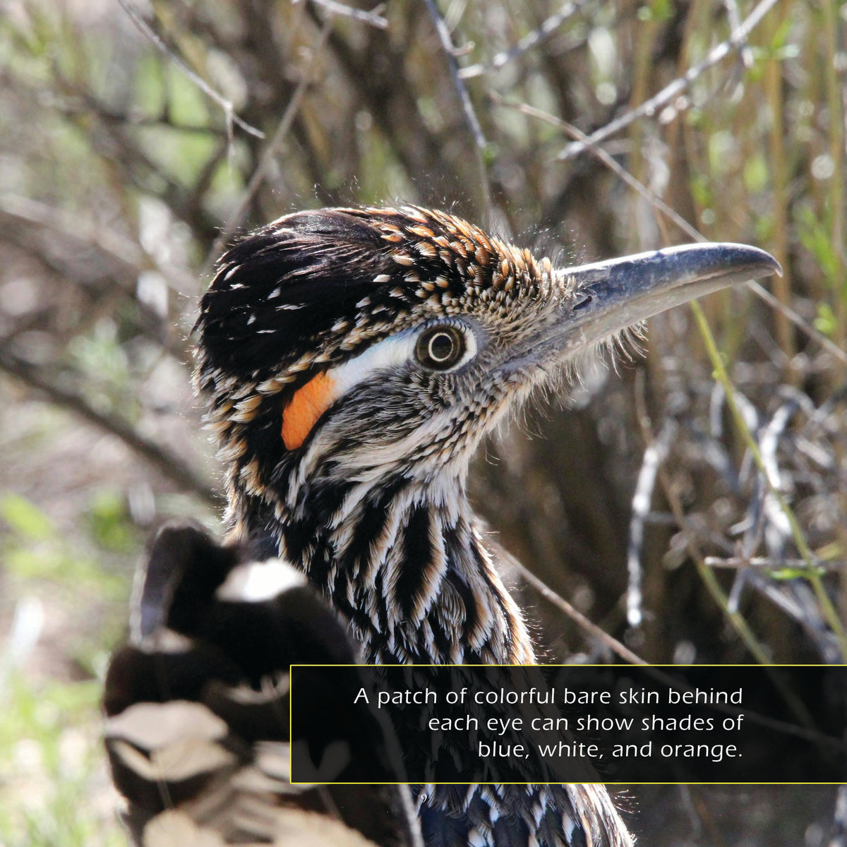 Roadrunners! A My Incredible World Picture Book for Children