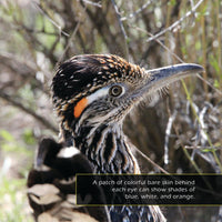 Roadrunners! A My Incredible World Picture Book for Children