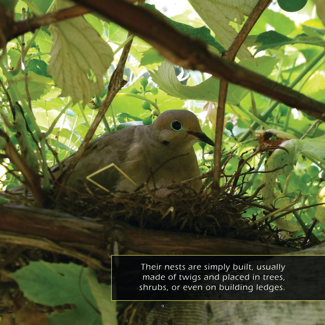 Mourning Doves! Classroom 10-Pack