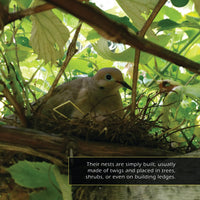 Mourning Doves! Classroom 10-Pack