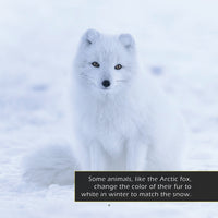 Snow! A My Incredible World Picture Book for Children