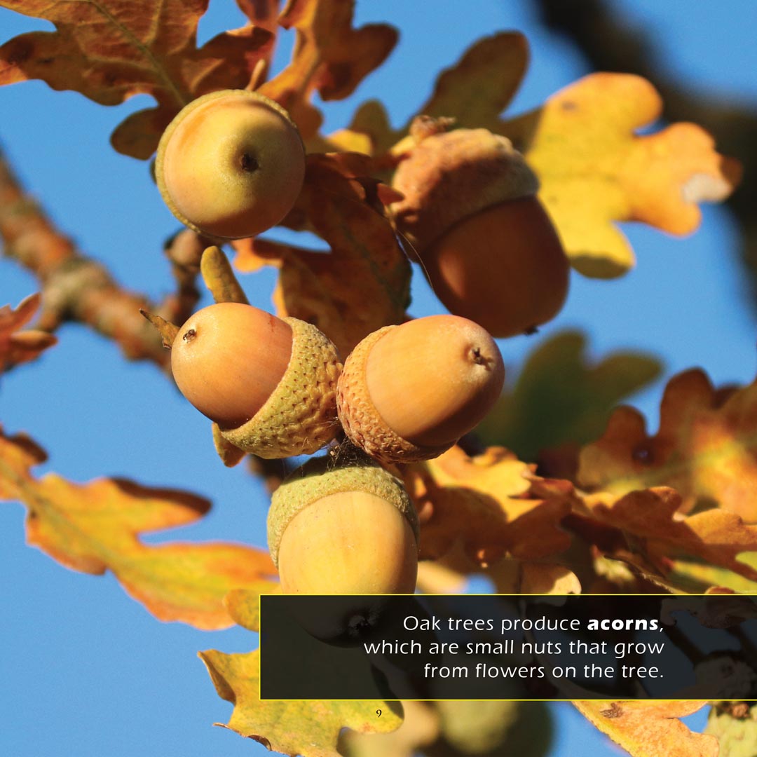 Oak Trees and Acorns! A My Incredible World Picture Book for Children