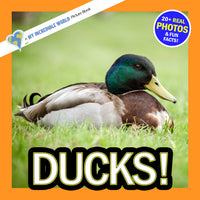 Ducks! Classroom 10-Pack