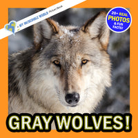 Gray Wolves! A My Incredible World Picture Book for Children