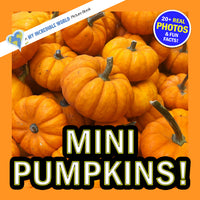 A book or cover design featuring a pile of small orange pumpkins, with large text reading 'MINI PUMPKINS!' and a blue circular badge that says '20+ REAL PHOTOS & FUN FACTS!'. A diagonal banner at the top left reads 'A MY INCREDIBLE WORLD Picture Book'.